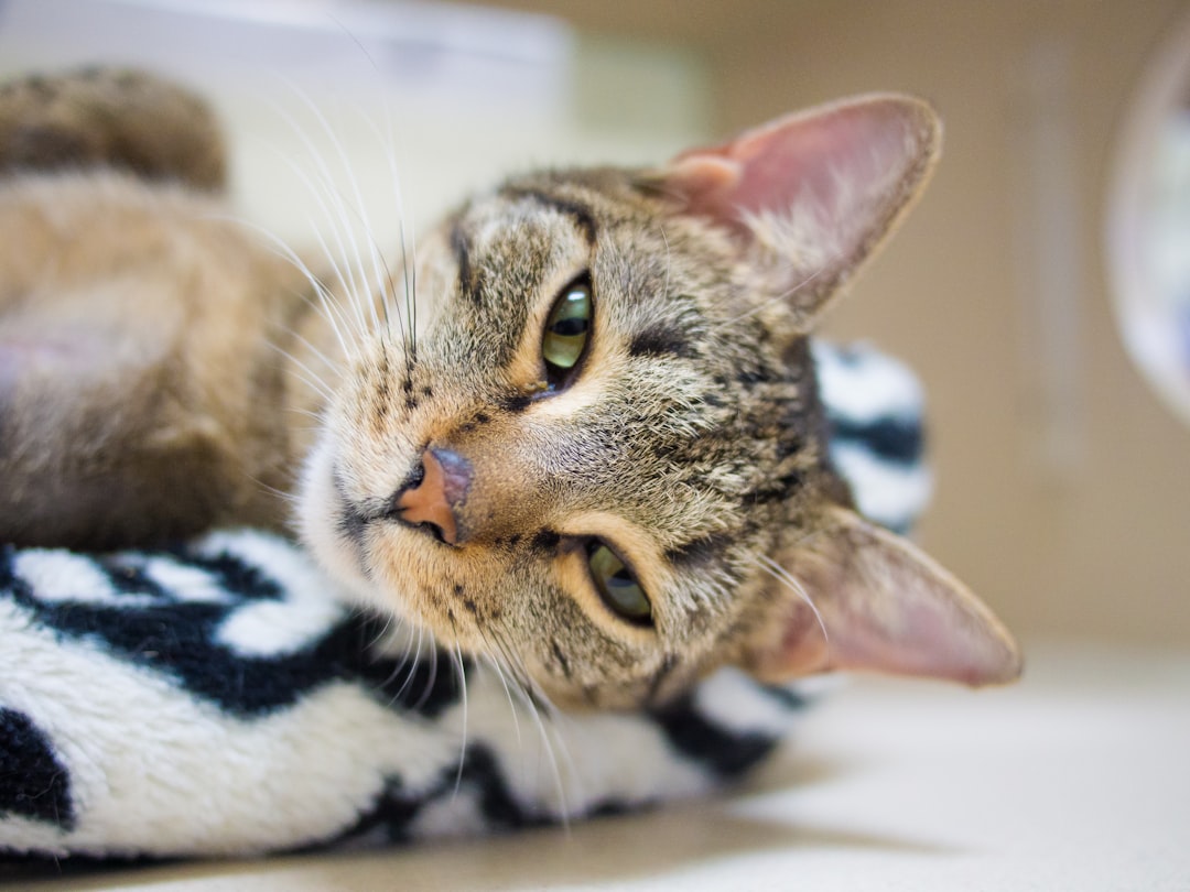 Photo Animal shelter